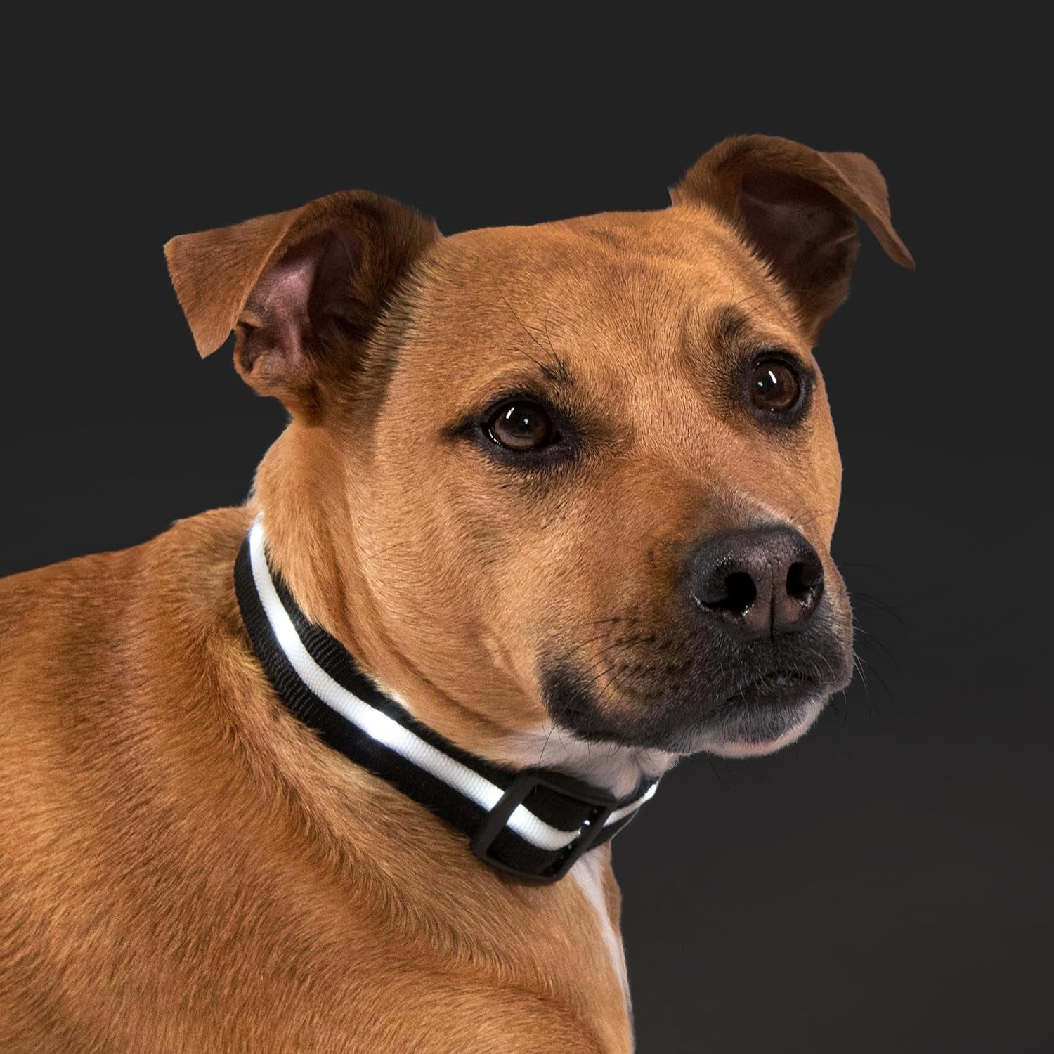 Light up Dog Collar - the Original LED Dog Collar - USB Rechargeable - Waterproof - 1,000 Feet of Visibility - Dog Collar Light for Small, Medium, Large Dogs - US Brand